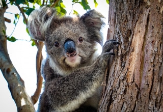 Koala-australie-great