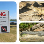Les crocodiles en Australie – Un danger