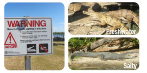 crocodile-faune-australie