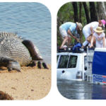Les crocodiles en Australie