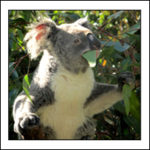 Koala Australie