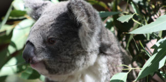 Adopter un koala Australie