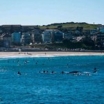 Baleine Bondi Beach Surfer