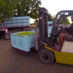 Expérience Fruit Picking Shepparton3