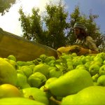 Expérience Fruit Picking Shepparton4