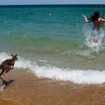 Kangourou se baigne sur la plage Australie