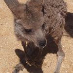 Kangourou se baigne sur la plage Australie