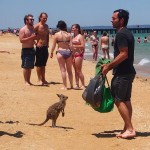 Kangourou se baigne sur la plage Australie