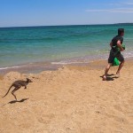 Kangourou se baigne sur la plage Australie