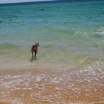 Kangourou se baigne sur la plage Australie