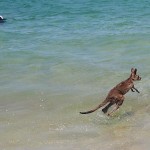 Kangourou se baigne sur la plage Australie