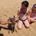 Kangourou se baigne sur la plage Australie