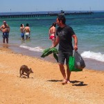 Kangourou se baigne sur la plage Australie