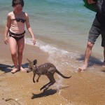 Kangourou se baigne sur la plage Australie