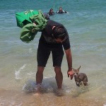 Kangourou se baigne sur la plage Australie