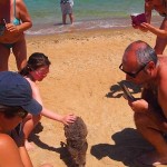 Kangourou se baigne sur la plage Australie