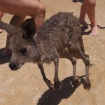 Kangourou se baigne sur la plage Australie