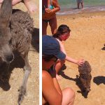 Kangourou bébé australie