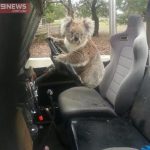 koala conduit voiture