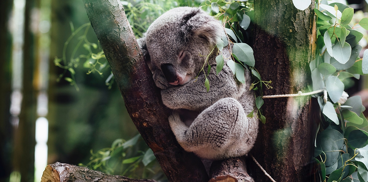 Devenir Sauveteur Danimaux En Australie