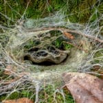 Funnel Web Burrow Australie