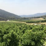 Fruit-picking-Australie-du-Sud