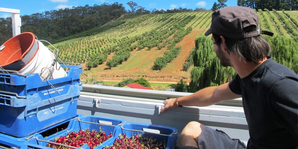 fruit picking australie fairwork et vos droits