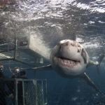 Les grands requins blancs de Neptune Islands