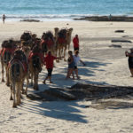 Chameaux-broome-australie