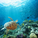 Sea Turtle, Great Barrier Reef, QLD