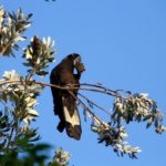 vivre-à-byron-bay-cockatoo-1024×705-1