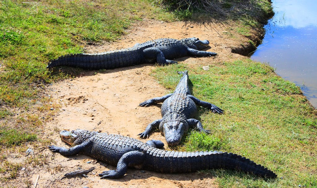 Most famous crocodiles in the NT