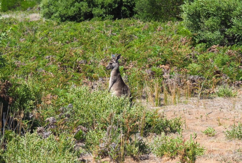 Kangourou observé lors d'une balade dans les sentiers du Wilsons Promontory National Park