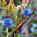 bluberries picking Australie