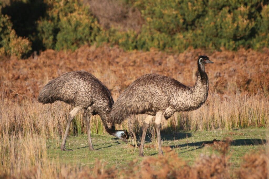 emu Wilsons Promotory national park Australie