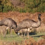 Emus-in-Wilsons-Promontory-National-Park